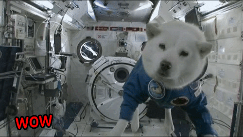 doge space