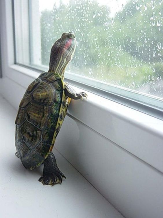 Spiraling Out of Control: Reviewing Turtles All the Way Down by John&nbsp;Green